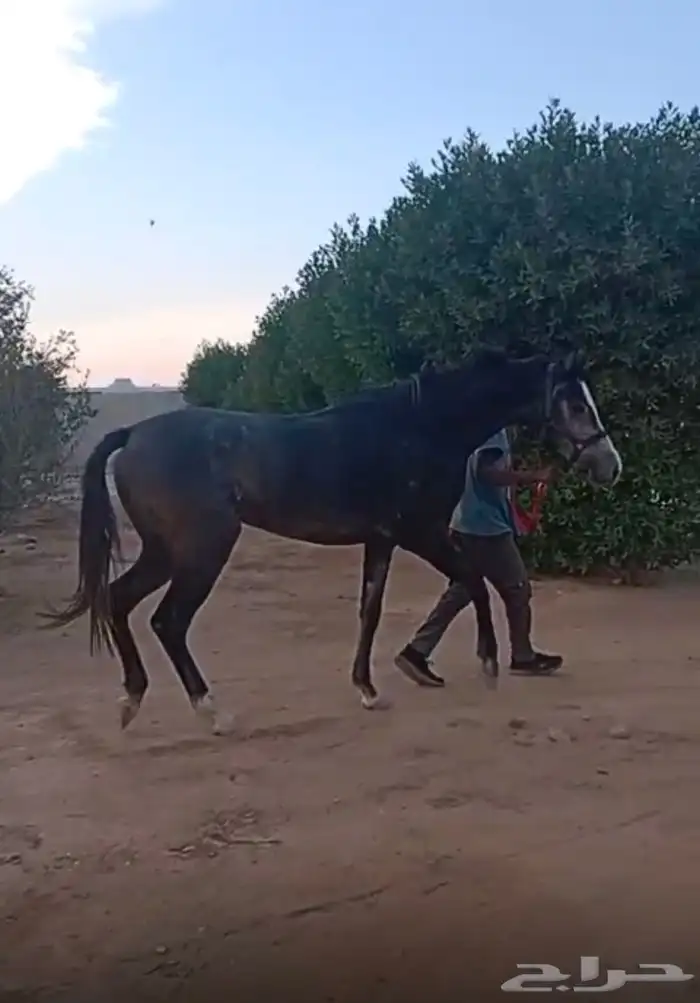 للبيع فرس عربية خطّ سرعة 4