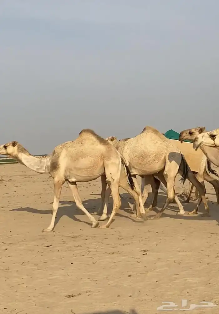 ذود ابل شقح ككفو وطيبه للبيع 10