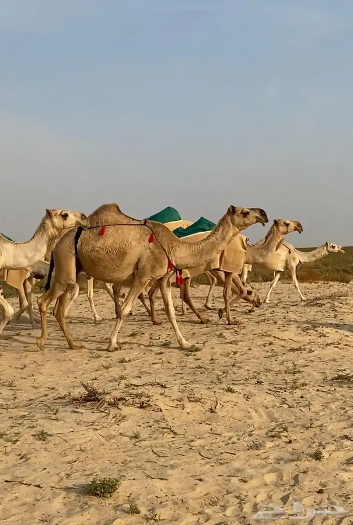 ذود ابل شقح ككفو وطيبه للبيع 3