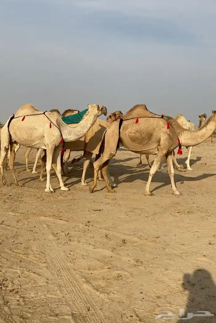 ذود ابل شقح ككفو وطيبه للبيع 11