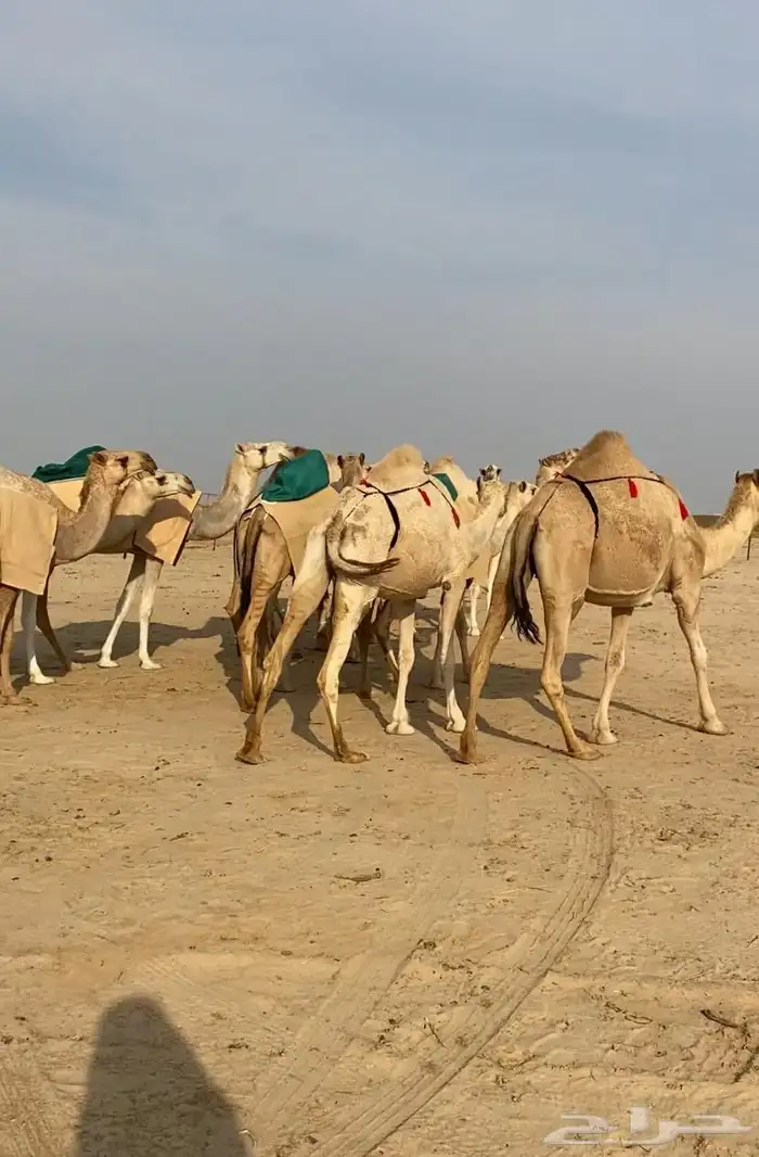 ذود ابل شقح ككفو وطيبه للبيع 13