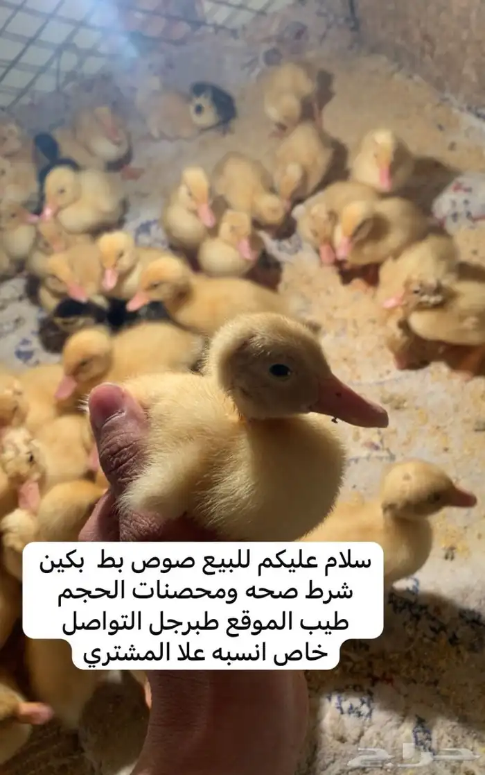 صيصان بط بكين 0
