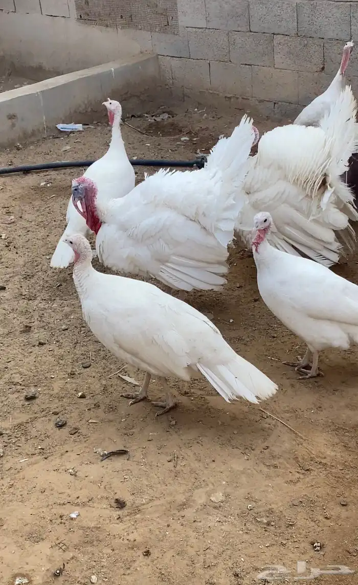 دجاج رومي بياض 1