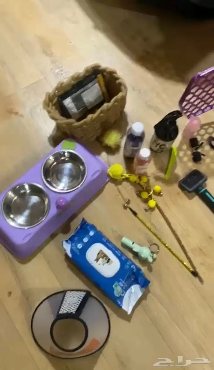 قط للتبني القصيم رياض الخبراء 2