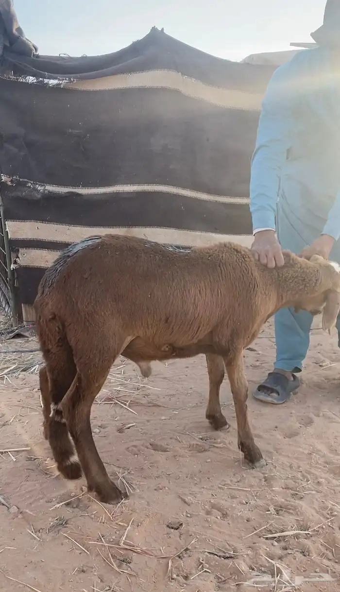 سواكني تربيه طيب 0