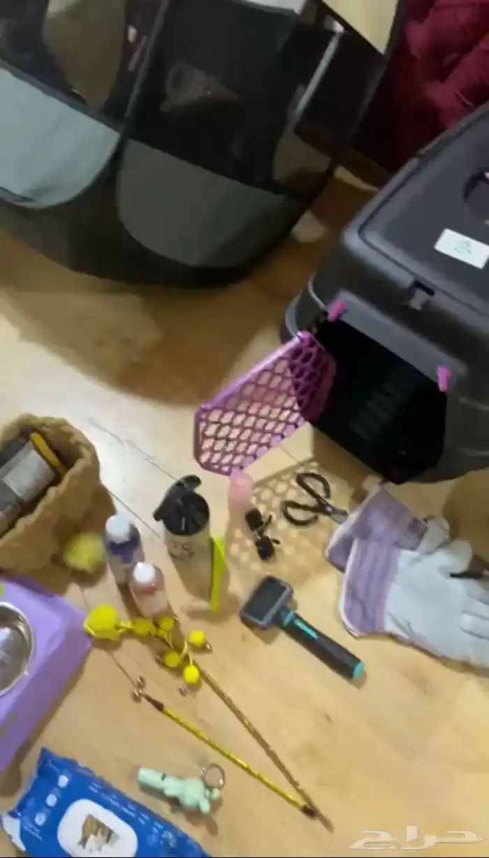 قط للتبني القصيم رياض الخبراء 4