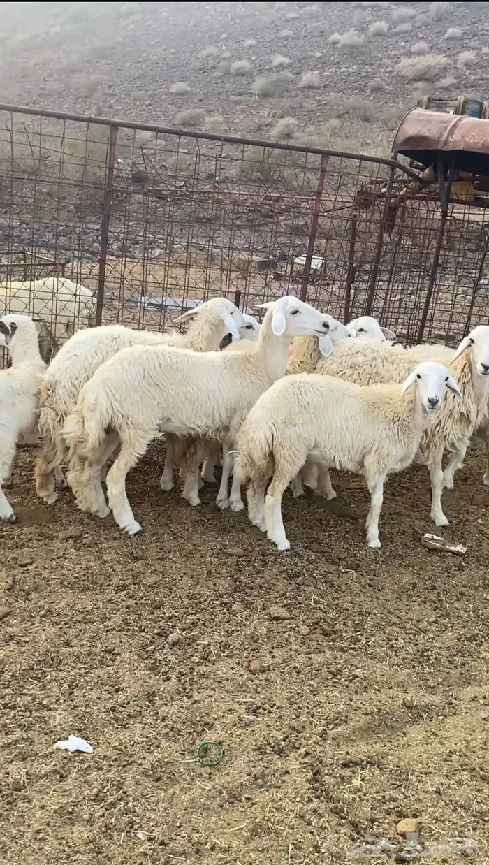 للبيع بهم تربيه 0