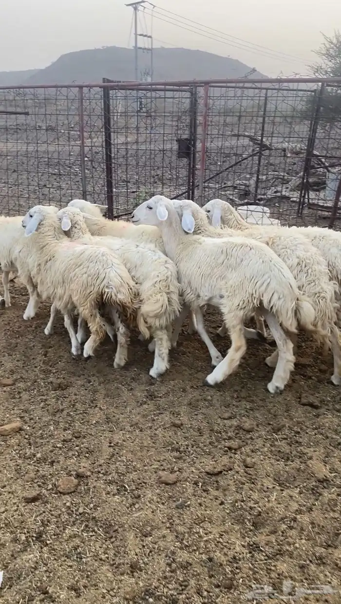 للبيع بهم تربيه 2