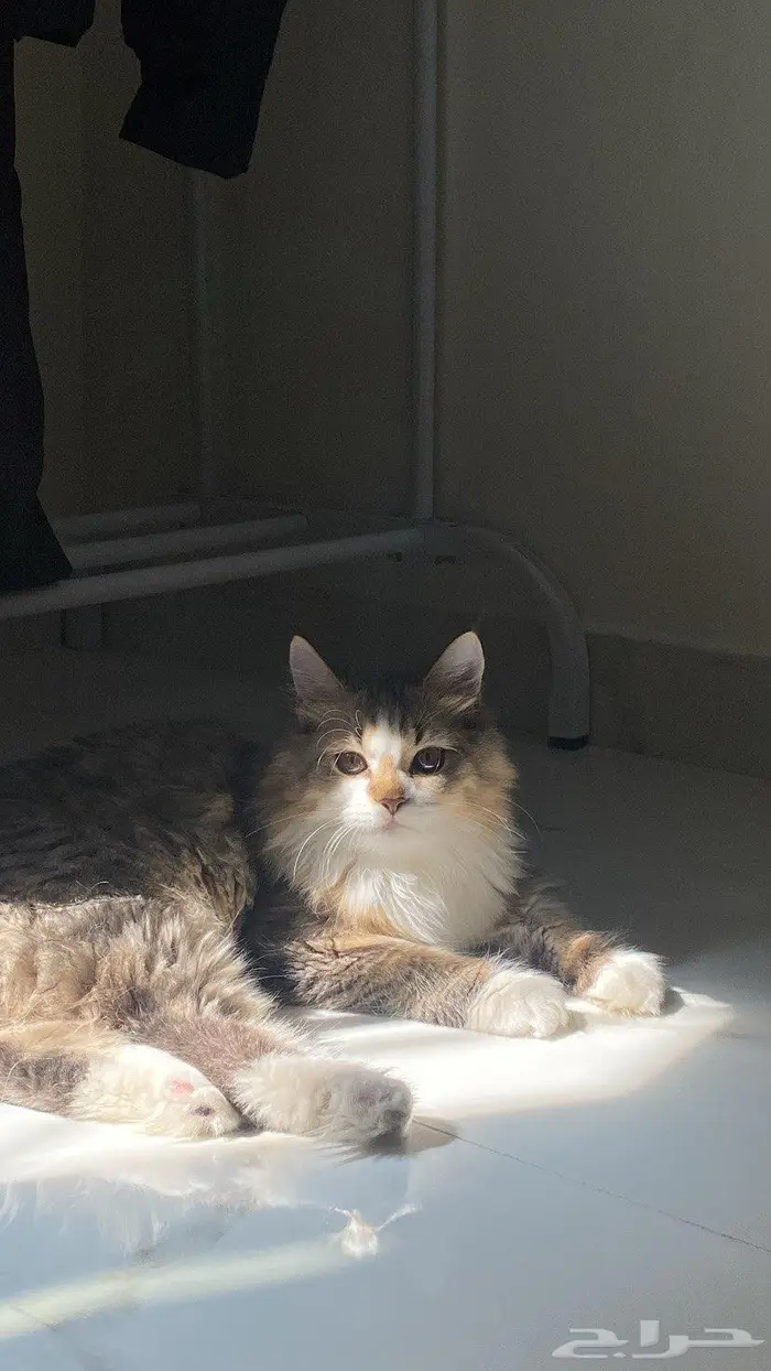 قطط للتبني 0