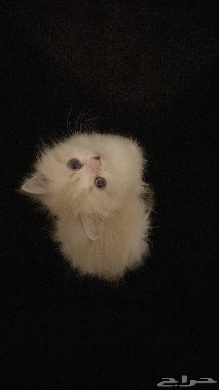 قطط للتبني 1