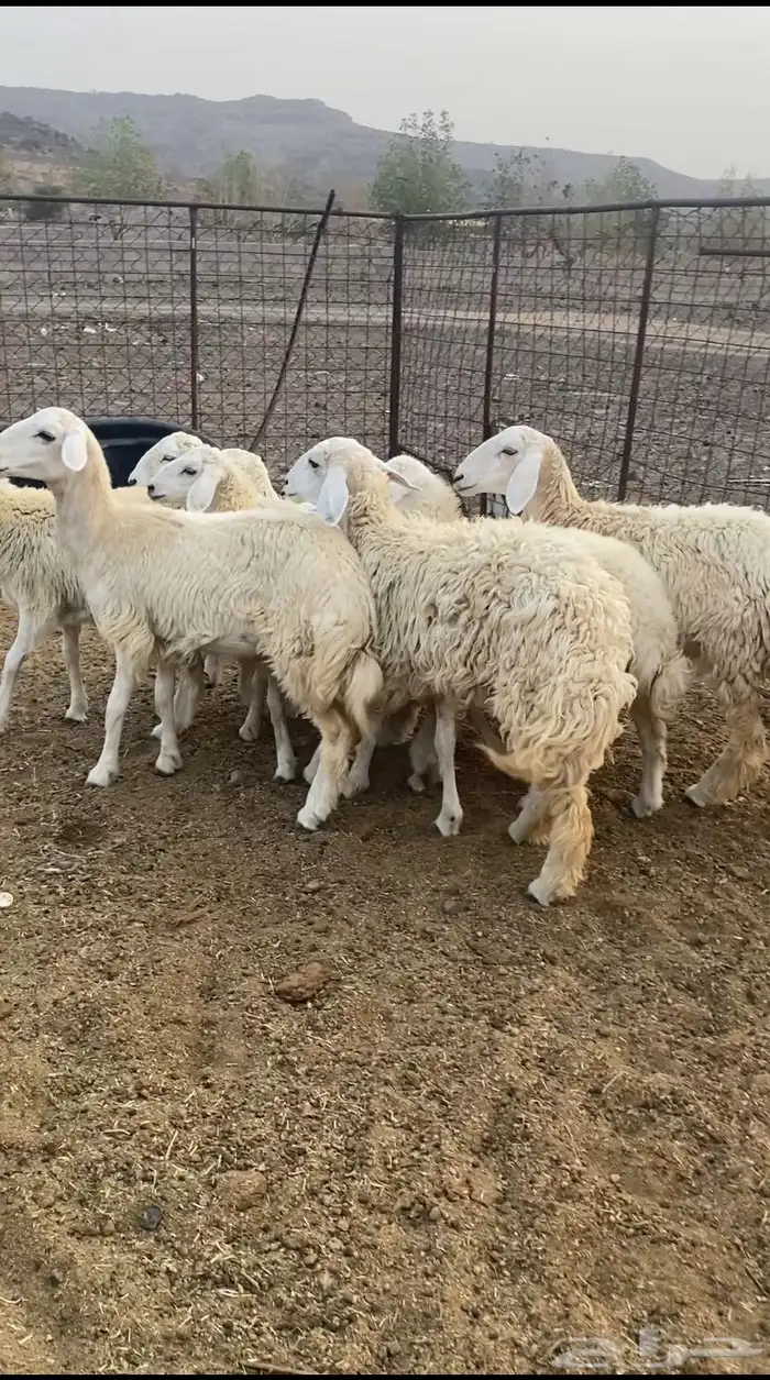 للبيع بهم تربيه 1