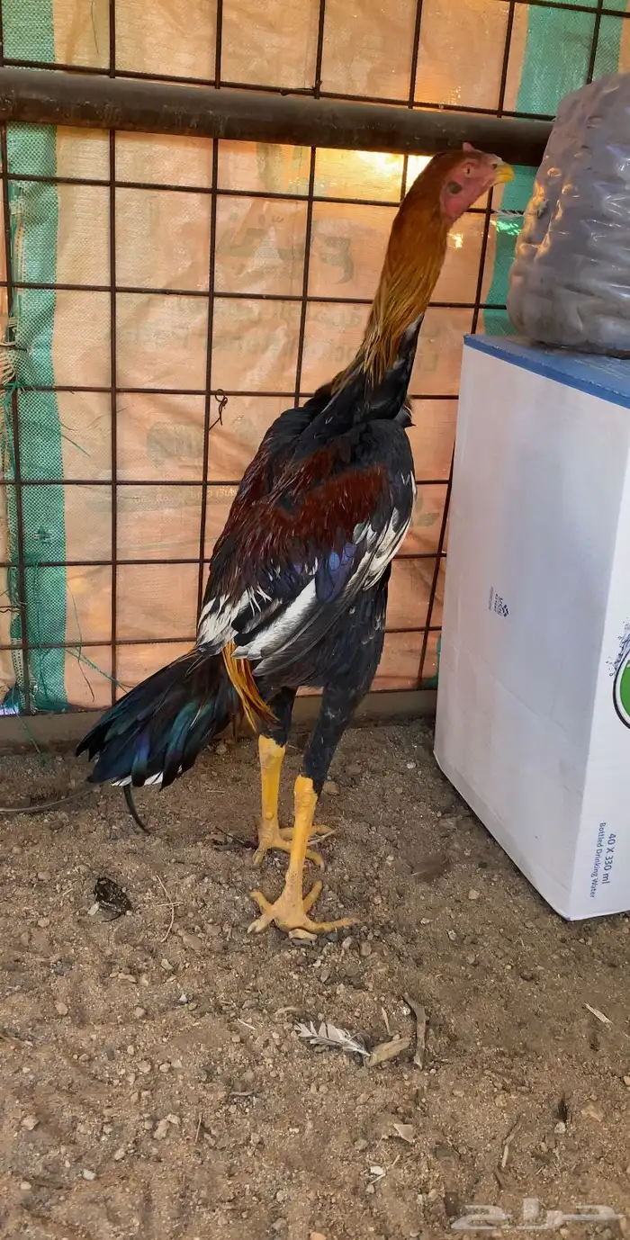 ديك شامو ياباني 1