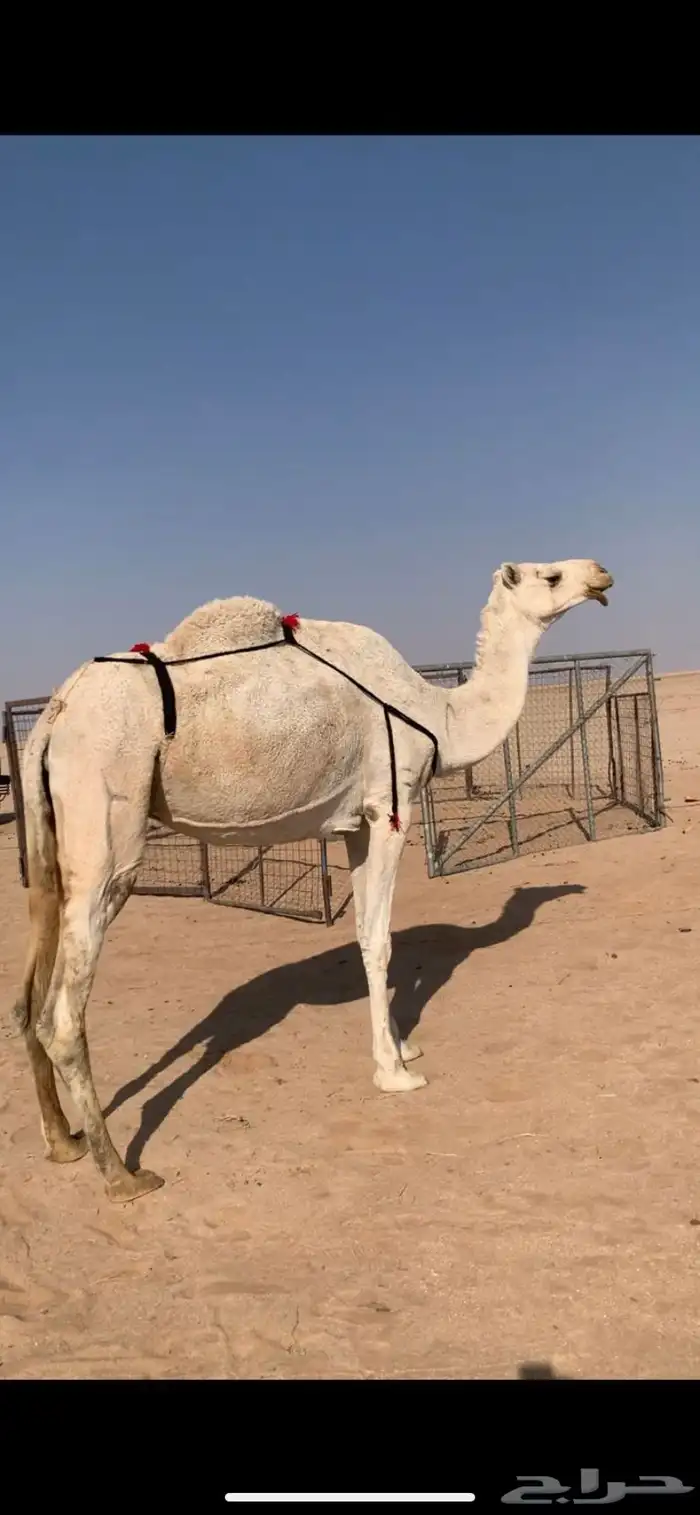 لبيع نياق وضح مبيوعه عيالهن 0