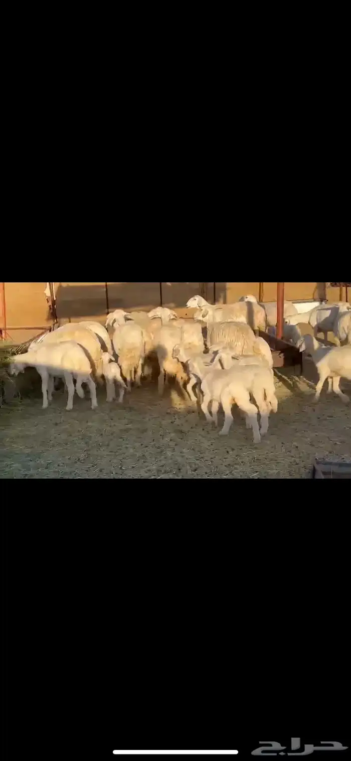 17يتبعها16 بهم راوي الاغلبيه اباكير 5