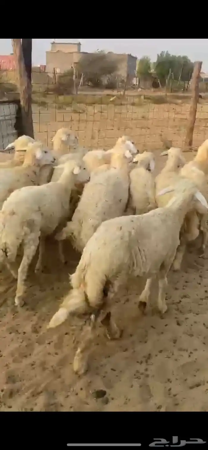 طليان ذبايح 5