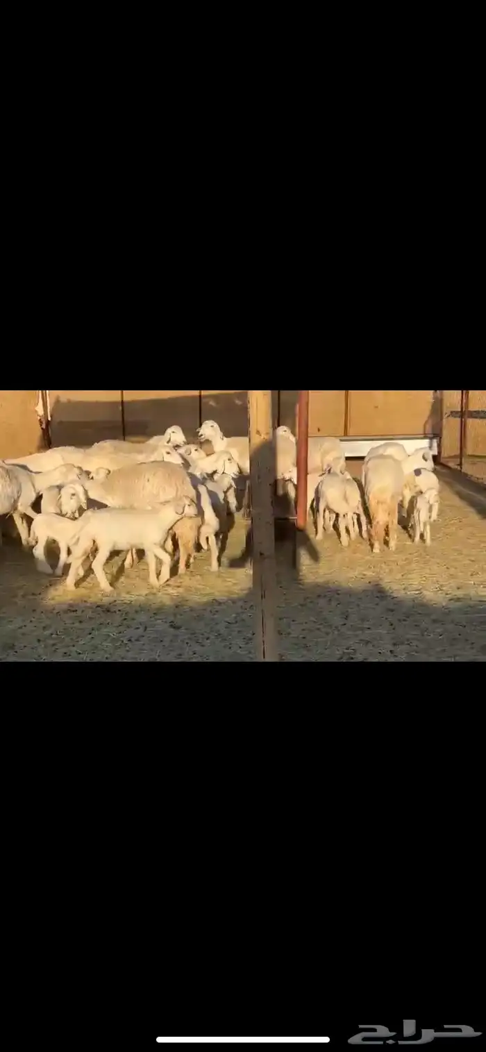 17يتبعها16 بهم راوي الاغلبيه اباكير 6