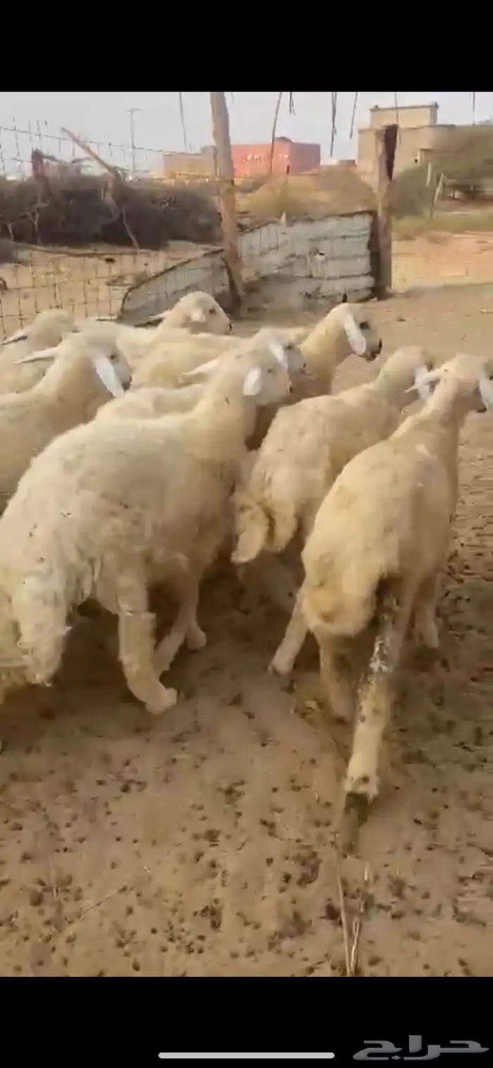 طليان ذبايح 0