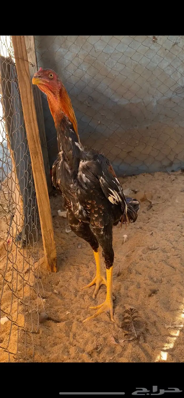 ديك شامو ياباني 0