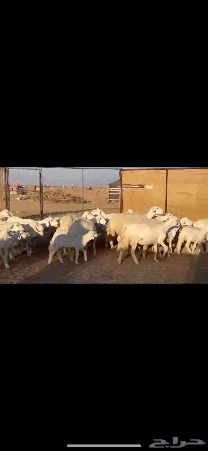 17يتبعها16 بهم راوي الاغلبيه اباكير 0