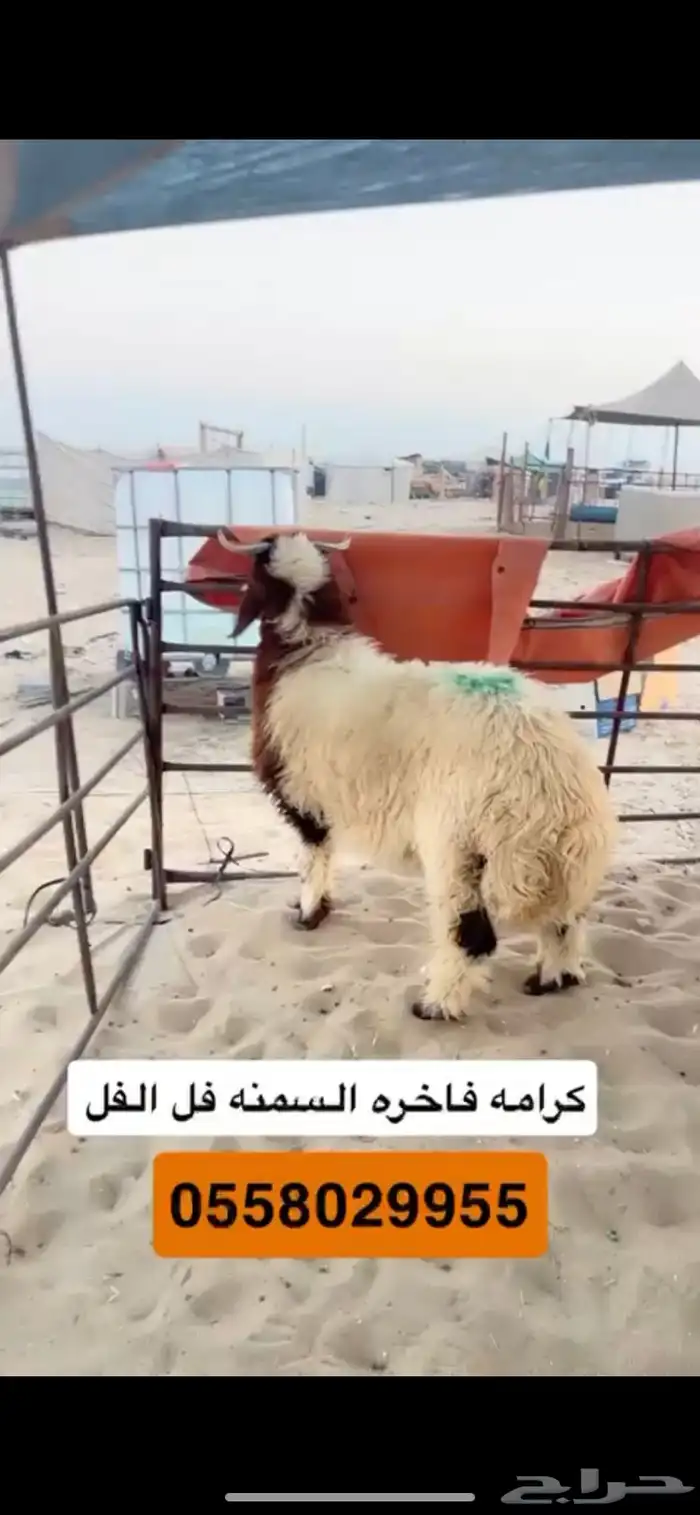 ذبائح 1