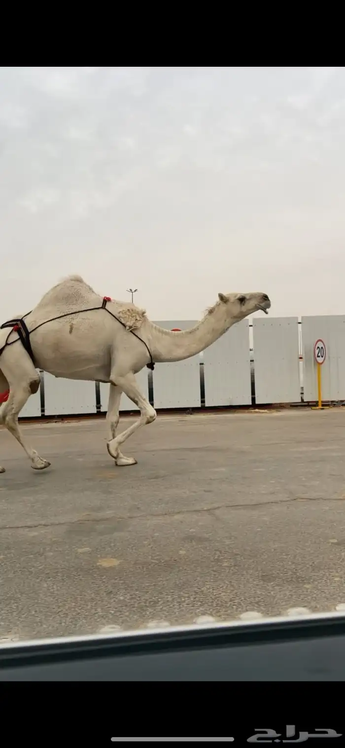 للبيع الخفوت الي على جميع الشروط 0