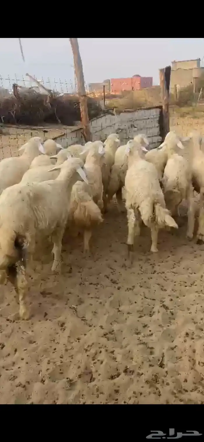 طليان ذبايح 4