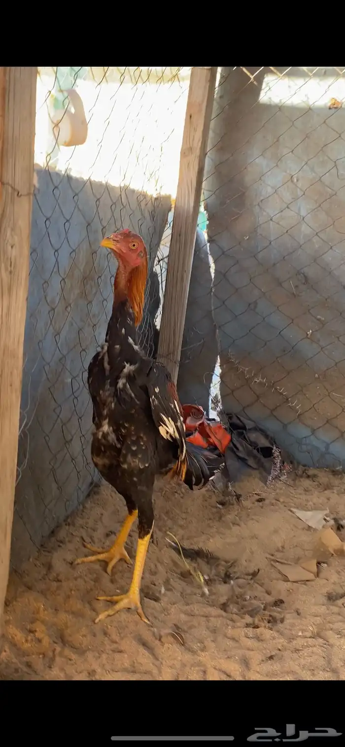 ديك شامو ياباني 3