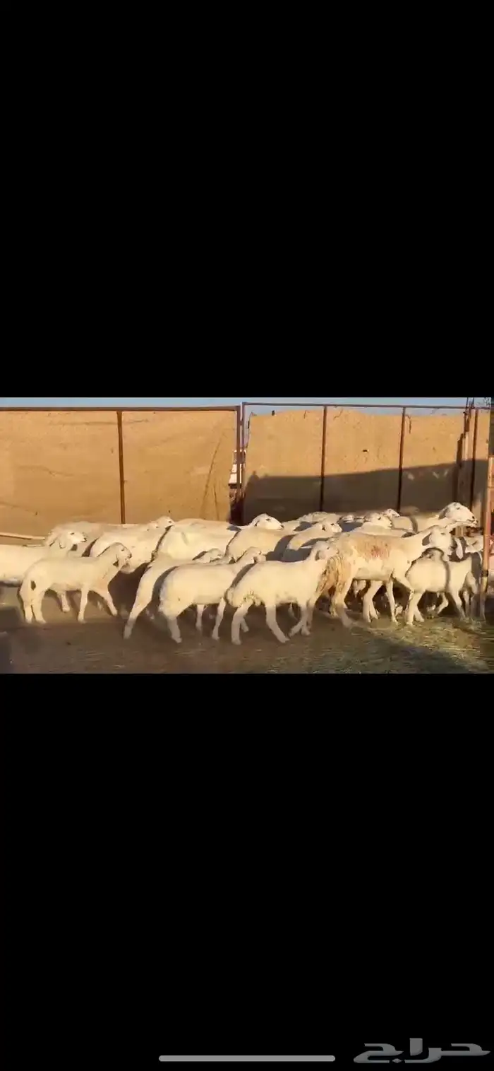 17يتبعها16 بهم راوي الاغلبيه اباكير 2