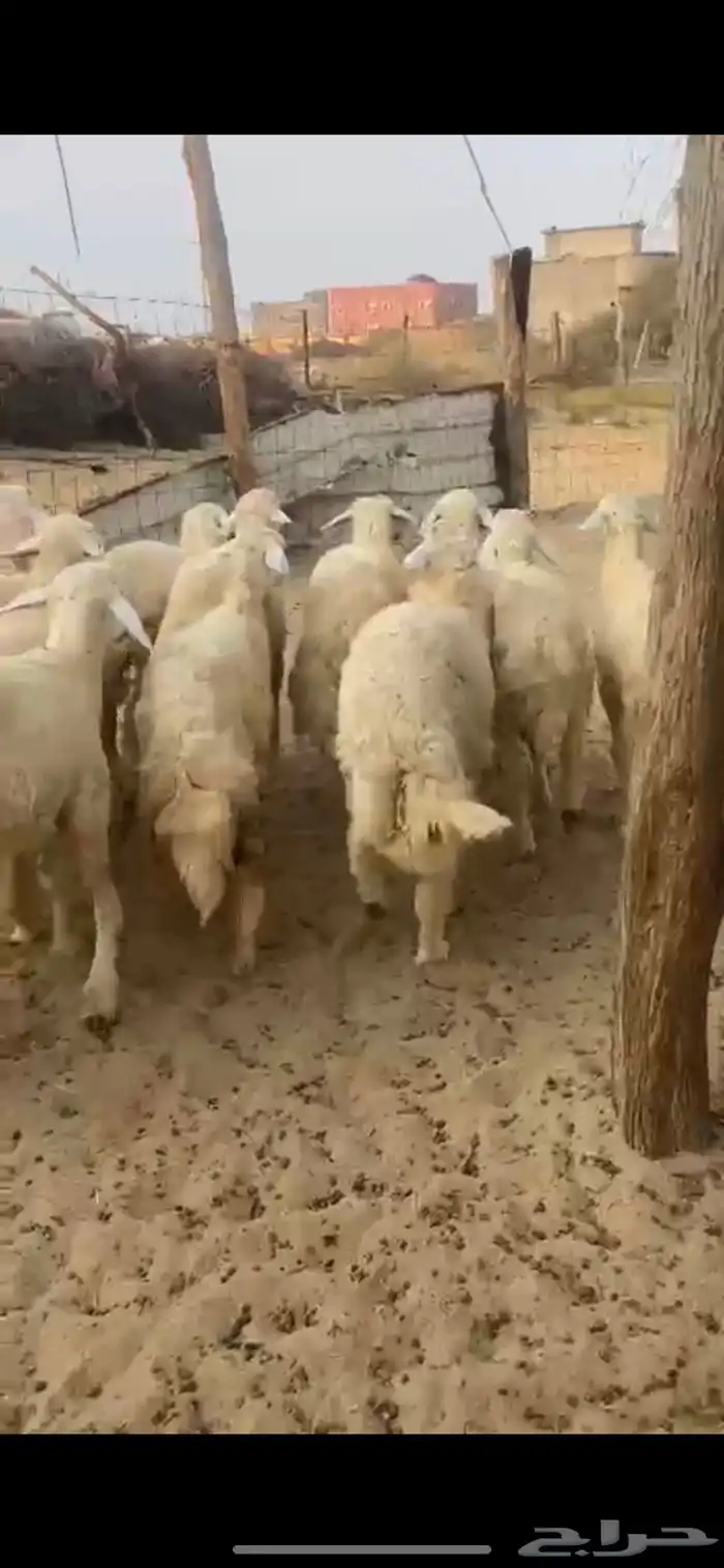 طليان ذبايح 1