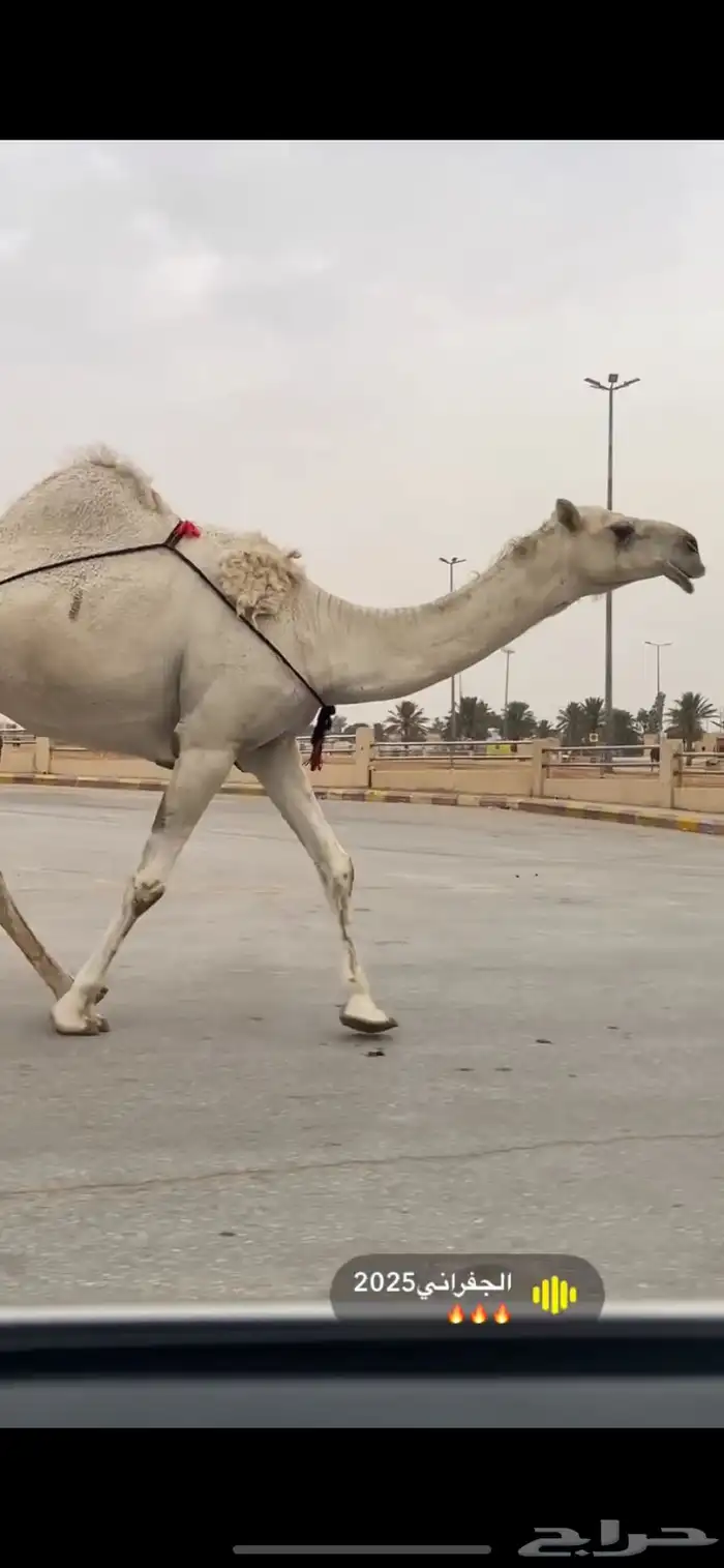 للبيع الخفوت الي على جميع الشروط 1