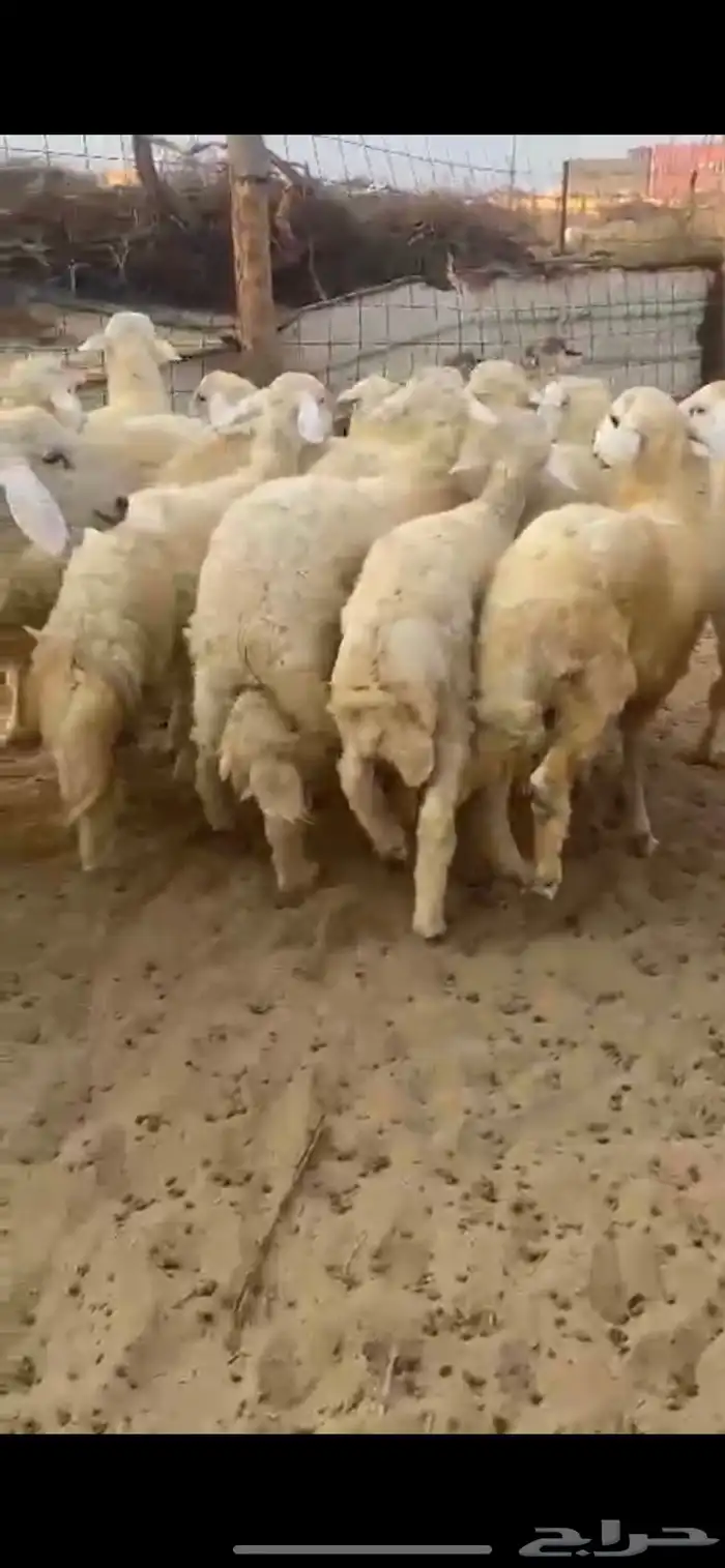 طليان ذبايح 2