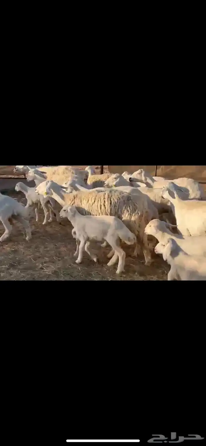 17يتبعها16 بهم راوي الاغلبيه اباكير 7