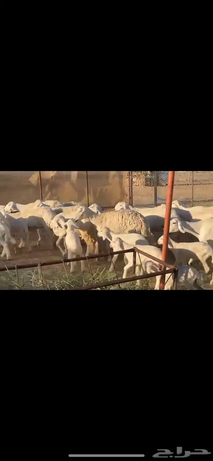 17يتبعها16 بهم راوي الاغلبيه اباكير 8