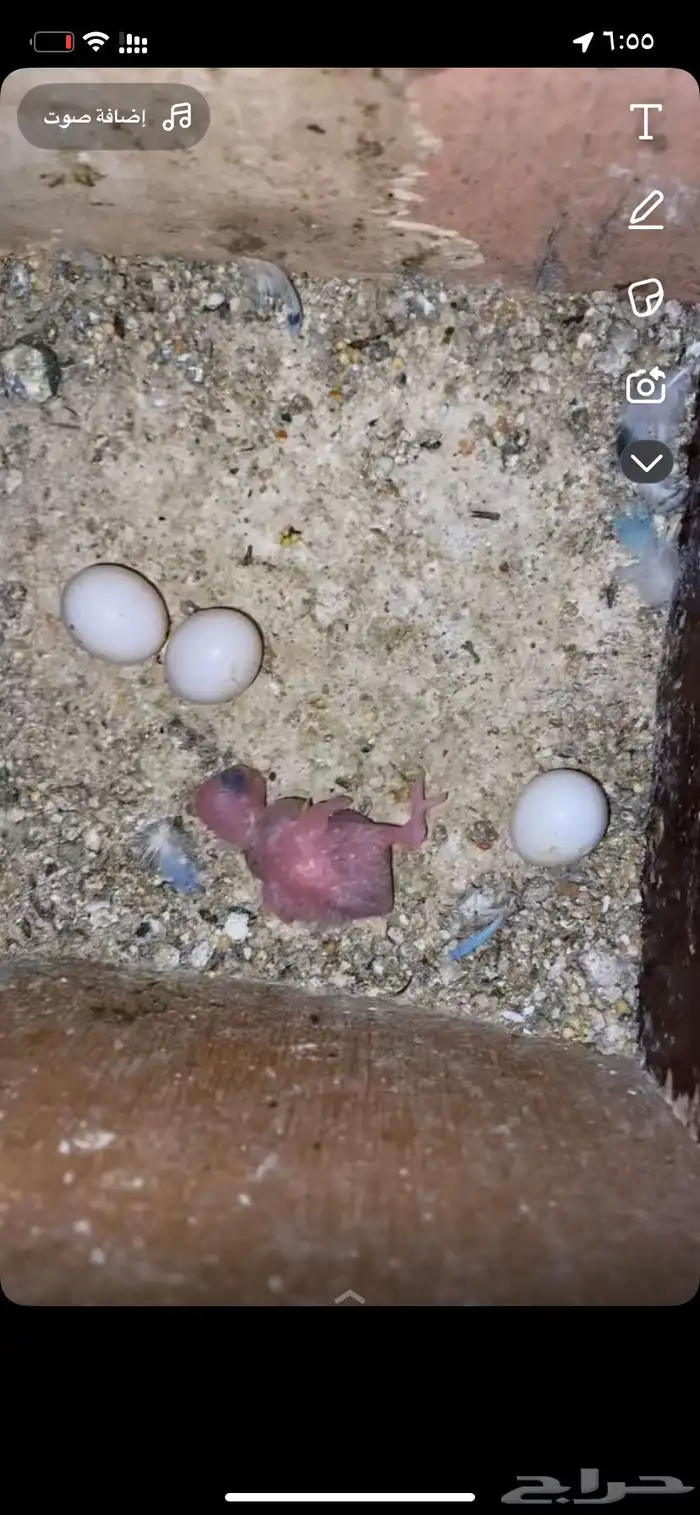 زوج بادجي منتج 0