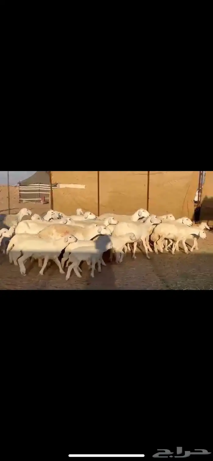 17يتبعها16 بهم راوي الاغلبيه اباكير 1