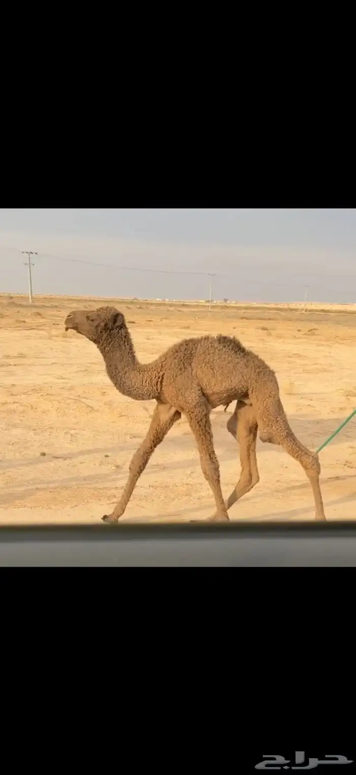 الخلفه الشعلا الكفو 3