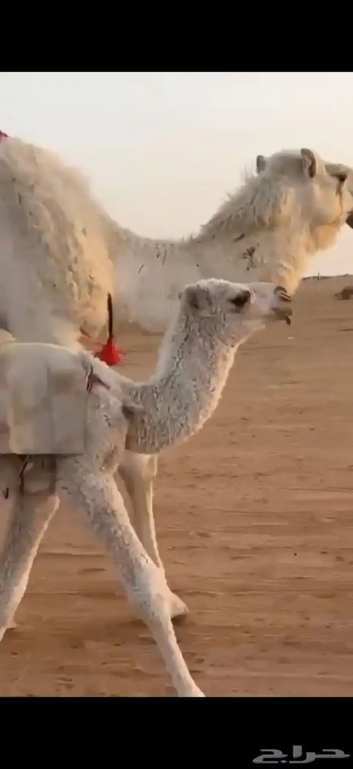 بعير طيب منتج 5