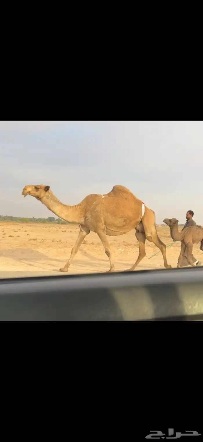 الخلفه الشعلا الكفو 0