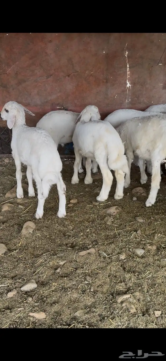 طليان حري 8 2