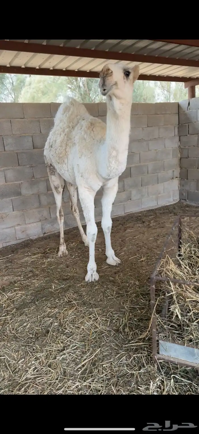 للبيع بكره رمانيه 1