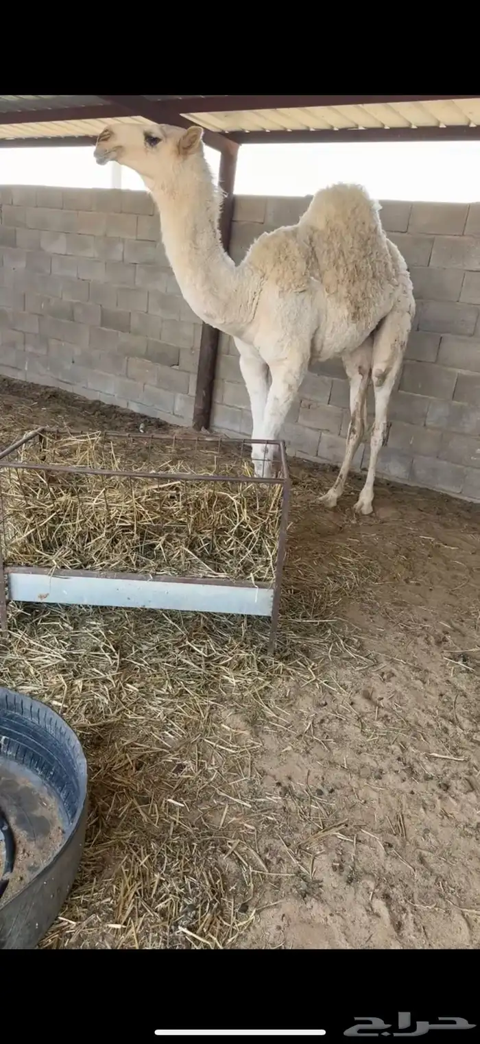 للبيع بكره رمانيه 0