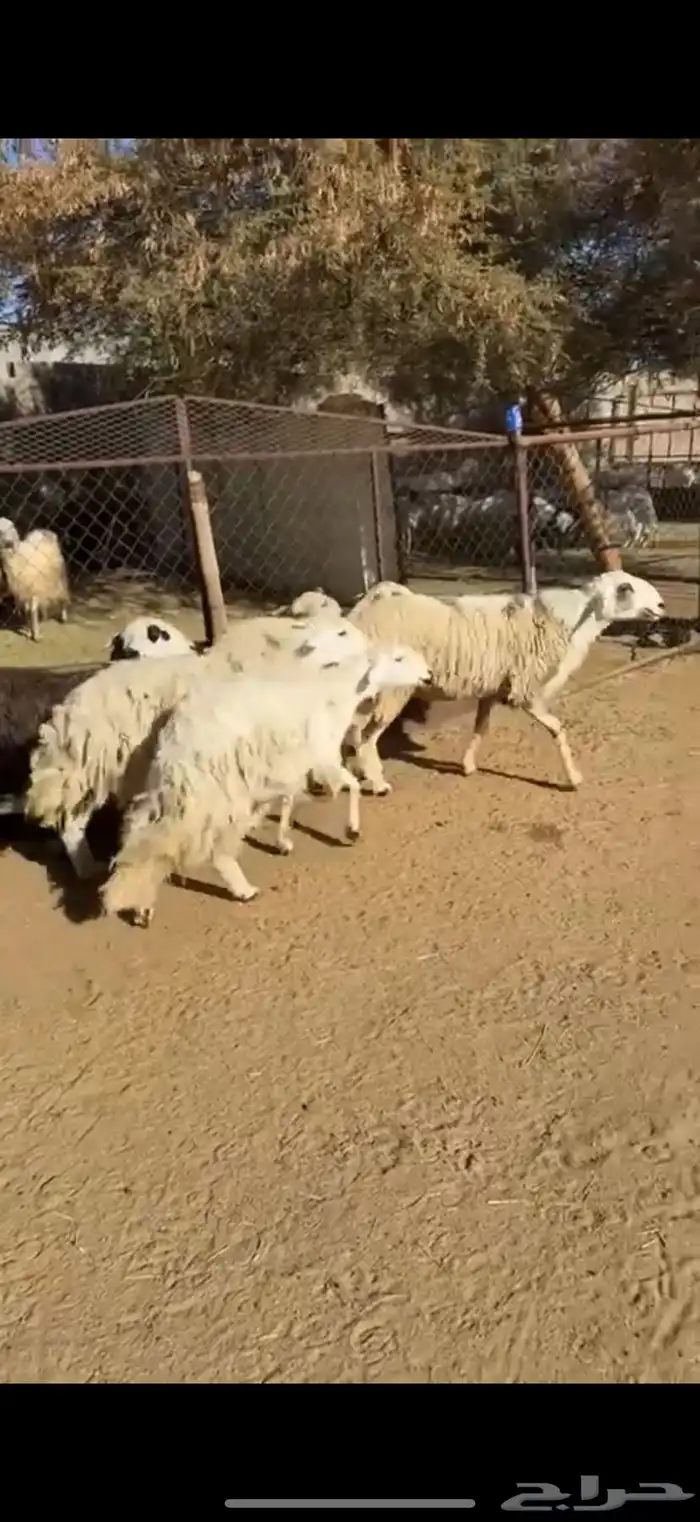 6من الغنم بفحلها أسنان ونضاف 3