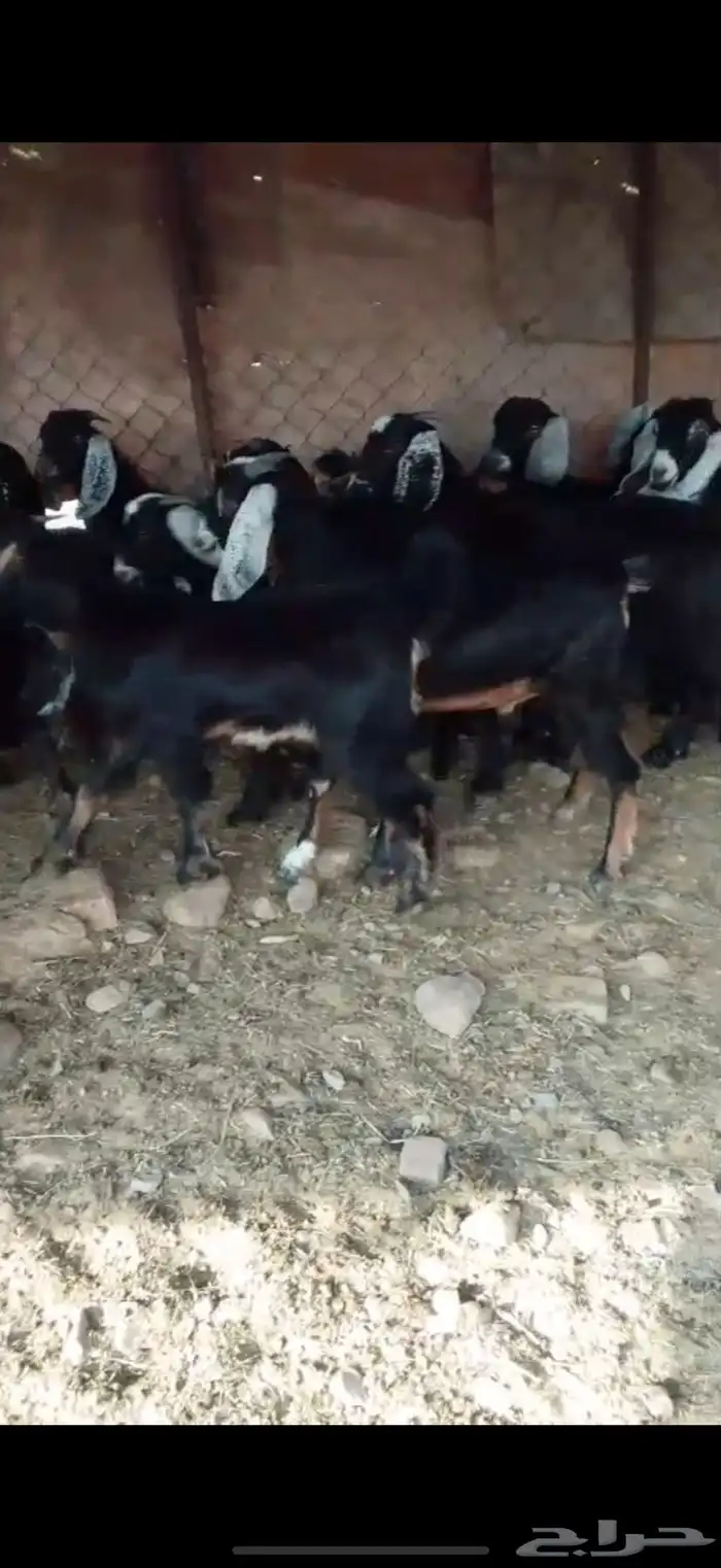 تيوس بريه العدد 12 2