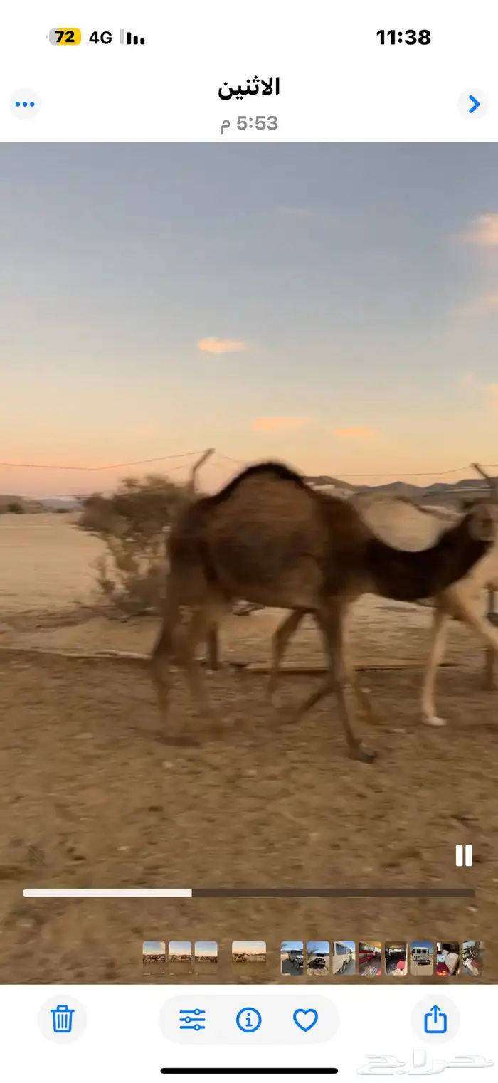 حشوان قعدان وبكار فل شحم 4