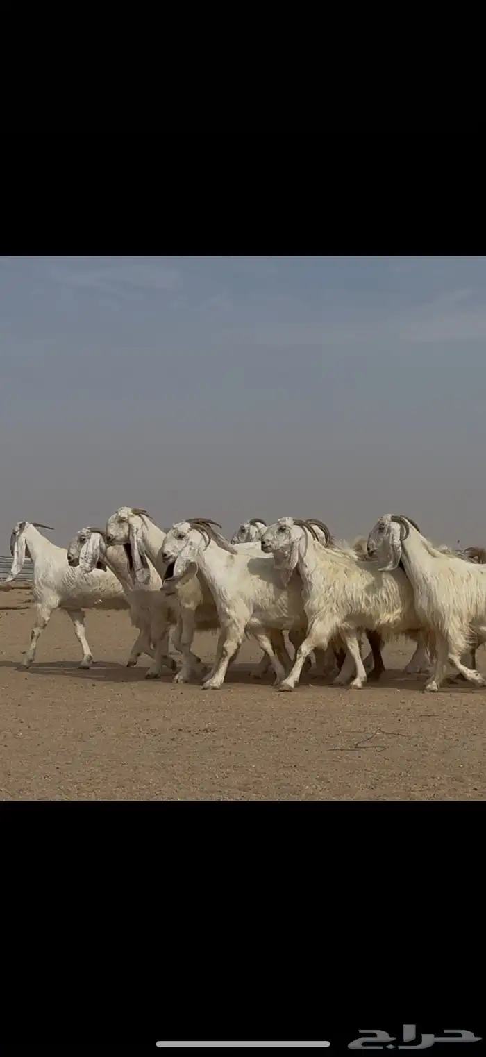 مراح مشاريك ومصريات اغلبها ثنوات ورباع دفيع شرط 5