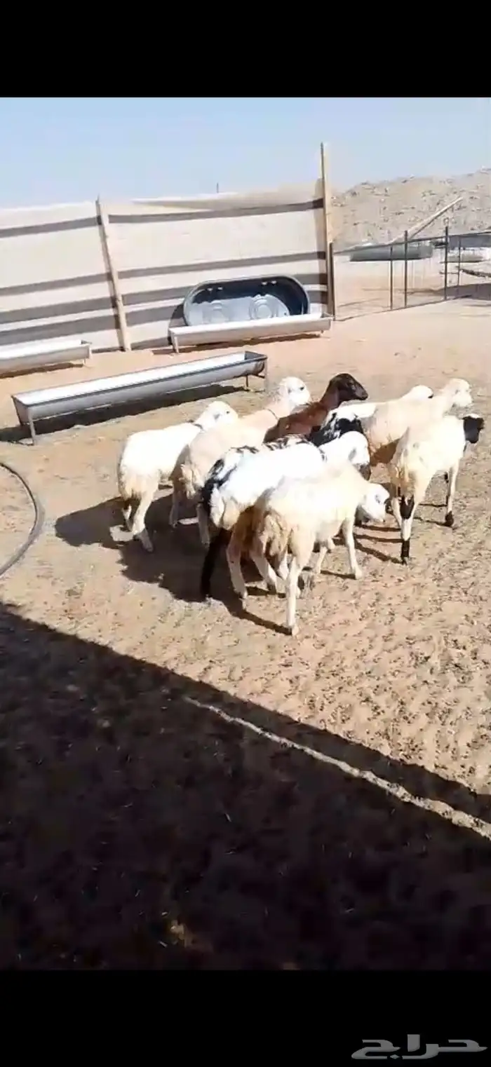 8 رخال رفيديات بلدي ومهجنات تم البيع تم البيع 1