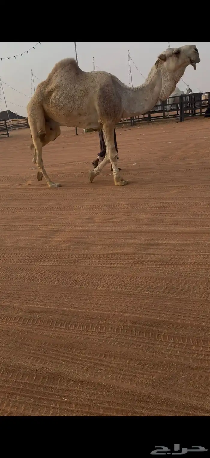 بعير طيب منتج 0