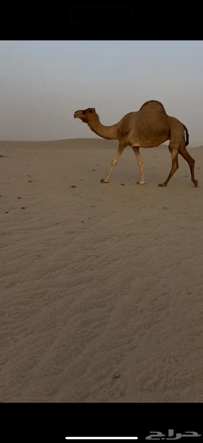 لقحه ساحليه 1