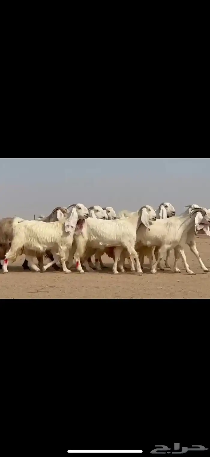 مراح مشاريك ومصريات اغلبها ثنوات ورباع دفيع شرط 2