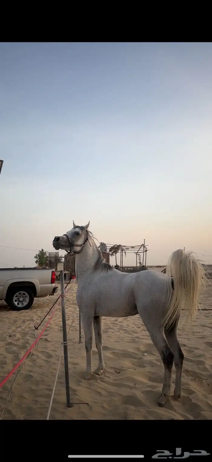 حصان واهو للبيع 0